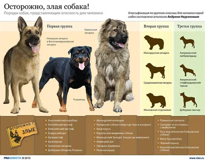 Самые опасные для человека породы собак - РИА Новости, 14.09.2010