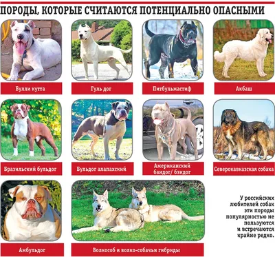 10 самых опасных собак мира - Моя газета | Моя газета