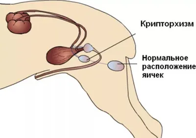 Кистоз яичников у собак и кошек - Городская ветеринарная служба Новосибирска