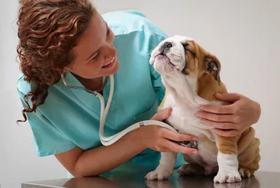 Плюсы и минусы кастрации собак - стоит ли проводить операцию