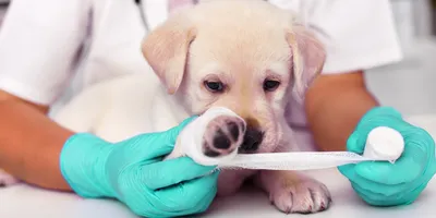 Парафимоз у собаки что делать - Лечение фимоз и парафимоз у животных (собак  и котов)
