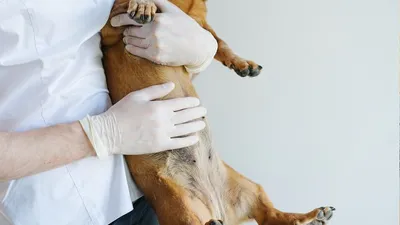Опухоль молочных желез у собаки: причины, симптомы, лечение, профилактика в  домашних условиях