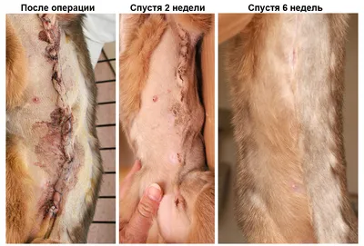 Лечение молочных желез у собак - «Айболит Плюс» - сеть ветеринарных клиник