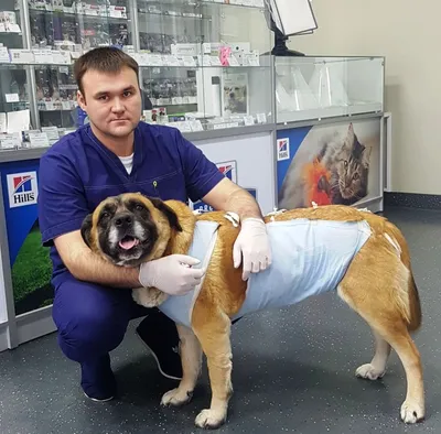 Лечение опухолей у собак | Сеть ветеринарных клиник «Ветус»