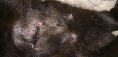 Коротко о важном. Опухоль молочной железы у кошек и собак Опухоль молочной  железы наиболее распространенная проблема, с которой владельцы… | Instagram