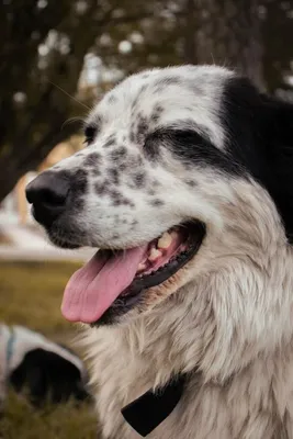 Лечение эпулиса у собак в Москве - цены в ветеринарной клинике «Джунгли»