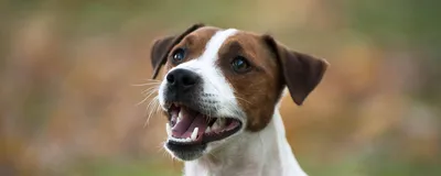 Чистка зубов собакам ультразвуком без наркоза в Королёве: 93 исполнителя с  отзывами и ценами на Яндекс Услугах.