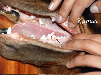 Набор для ухода за зубами для собак 8 IN 1 Pro-Sense 3 в 1 - отзывы  покупателей на маркетплейсе Мегамаркет | Артикул товара:600001179718