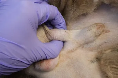 Опухоль (рак) щитовидной железы у собаки: признаки, лечение, фото