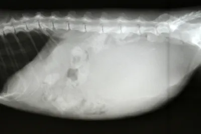 Опухоль молочной железы у собаки (ОМЖ) | Истории из практики