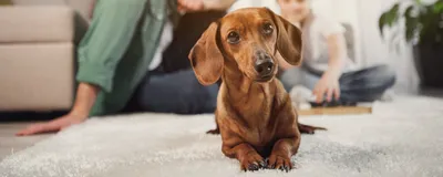 Рак у собаки: симптомы, лечение и профилактика
