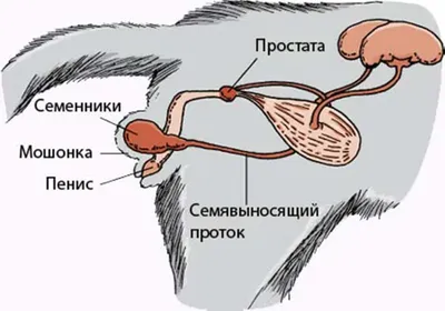 Простата кобеля: анатомия, физиология и диагностика заболеваний -  Ветеринарная клиника в Зеленограде \"POLIVET\"