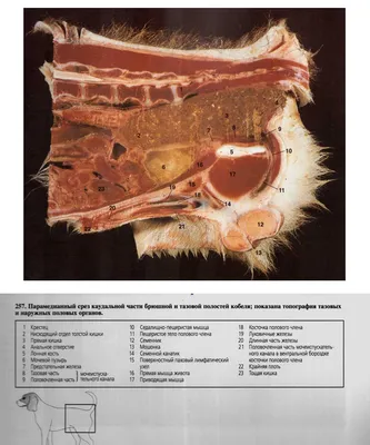 Доброкачественная гиперплазия предстательной железы у кобелей