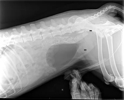 Рентгенодиагностика гиперплазии (аденомы) предстательной железы у собак -  информация от ветклиники Вита Ростов
