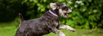 Причины и лечение недержания мочи у собак - Собаки обзор на Gomeovet