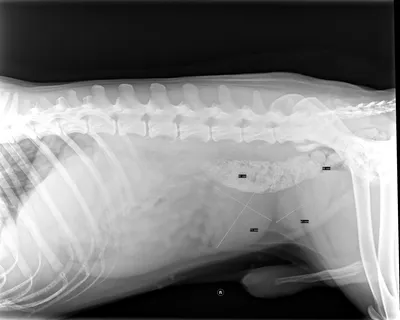 Рентгенодиагностика гиперплазии (аденомы) предстательной железы у собак -  информация от ветклиники Вита Ростов