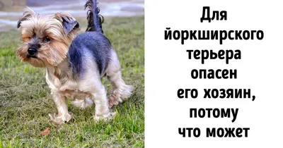 Зуд в области анального отверстия – «Ветеринар приедет!», г. Москва