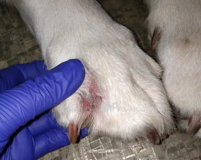 Эндометрит у собак: симптомы и лечение – от ветеринара