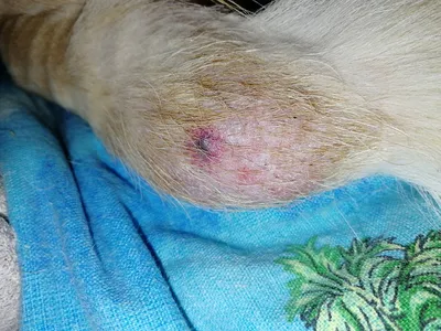 Парафимоз у собаки что делать - Лечение фимоз и парафимоз у животных (собак  и котов)