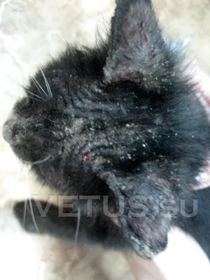 Шишка на ухе кота, бесплатная консультация ветеринара - вопрос задан  пользователем Gulnaz Khaybrakhmanova про питомца: кошка Без породы  (домашняя кошка)