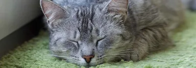 Полипы у кошек - симптомы и лечение полипов в мочевом пузыре, в носу, в ухе