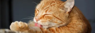 Рак у кошек: виды, симптомы и лечение | Hill's