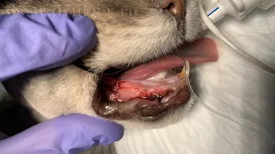 Опухоль во рту у кота фото 