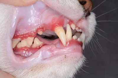 Неприятный запах изо рта у кошки: лечение галитоза