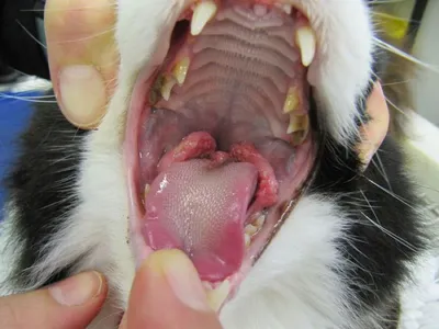 Опухоли верхней и нижней челюсти у собак и кошек
