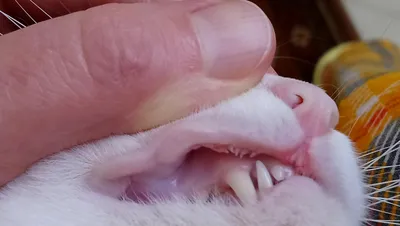 Плоскоклеточный рак верхней челюсти с ороговением у кошки во рту: лечение