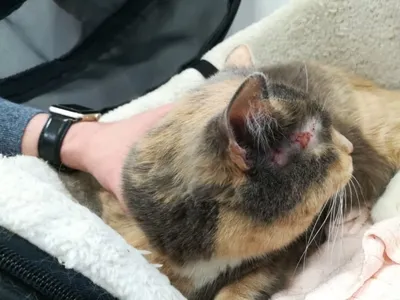Лечение фарингита у кошек: определение симптомов в ветеринарной клинике  Живаго