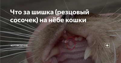 Зубной камень у кошек, фото - СитиВет, СПб