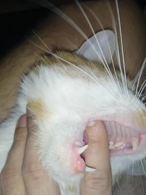 Что за шишка (резцовый сосочек) на нёбе кошки | КотоВедение | Дзен