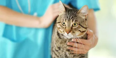Опухоли языка у кошек - картинки и фото koshka.top