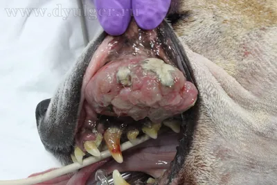 Опухоль во рту у собаки фото 