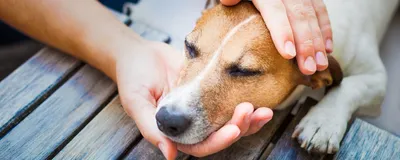 Как ухаживать за зубами собаки и средства для ухода — Estee Veronas  Питомник Кавалер Кинг Чарльз Спаниелей