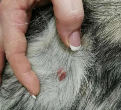 Опухоли кожи у собак фото фотографии