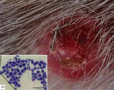 Плоскоклеточный рак кожи | Ветеринарная клиника доктора Шубина