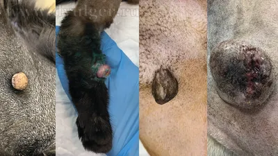 Опухоли кожи и подкожных тканей у собак и кошек