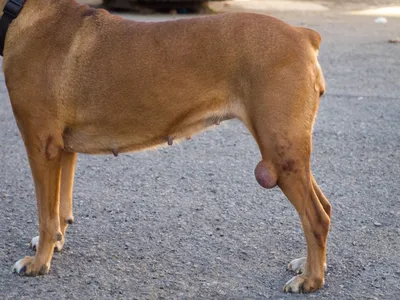 Почему собака лижет лапы? Подробности от Ветеринара Дерматолога