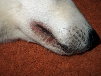 Шишка на коже у собаки, на лапах, на шее – откуда появляется и как лечить