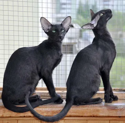 Ориентал кошка черная (32 фото) | Кошки, Бомбейская кошка, Сиамские