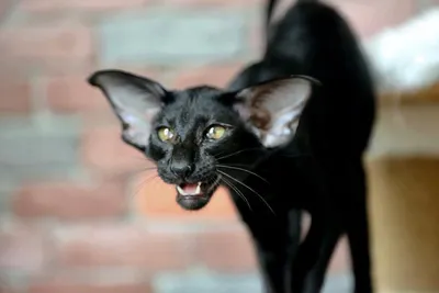 Ориентальный кот с котенком из …» — создано в Шедевруме