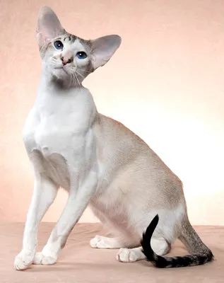 Ориентальная кошка: особенности внешности и характера, правила ухода за  породой