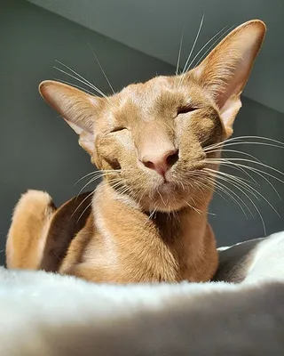 ориентальные кошки | oriental cats (@oridisia_cats) • Instagram photos and  videos