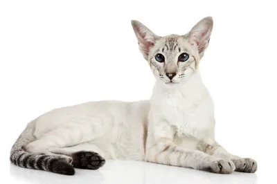 Ориентал или Ориентальная кошка (29 фото): цена, характеристики породы,  уход и содержание