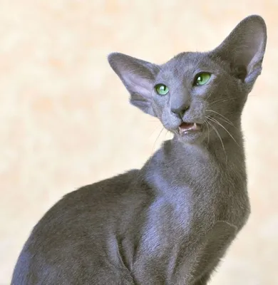 Ориентальная кошка (Ориентал): характер и описание породы | Royal Canin