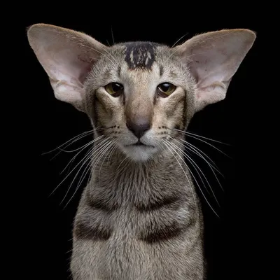 Ориентальный кот» — создано в Шедевруме