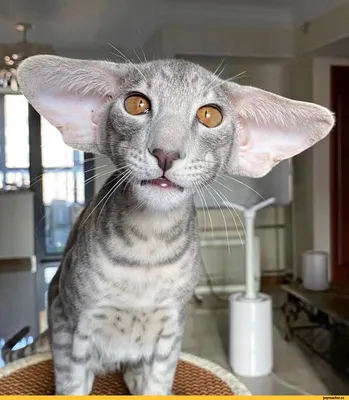 Ориентальная кошка - 83 фото крайне разговорчивой породы | Милые котики,  Кошки, Котята