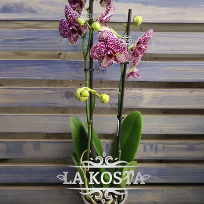 Орхидея Фаленопсис Дикий Кот купить в Москве